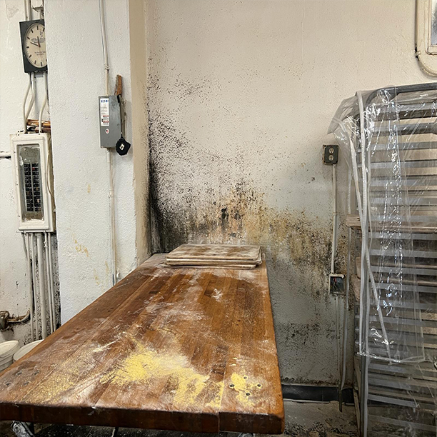 Mold Inspection Dix Hills NY, Mold Remediation Dix Hills NY