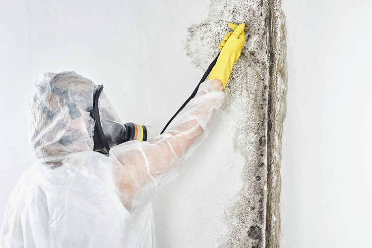 Certified Mold Inspection Specialist Commack NY