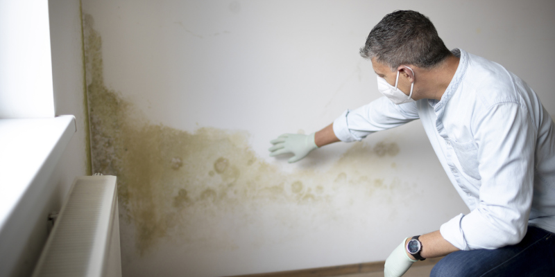 Mold Inspection Bay Shore NY, Mold Remediation Bay Shore NY