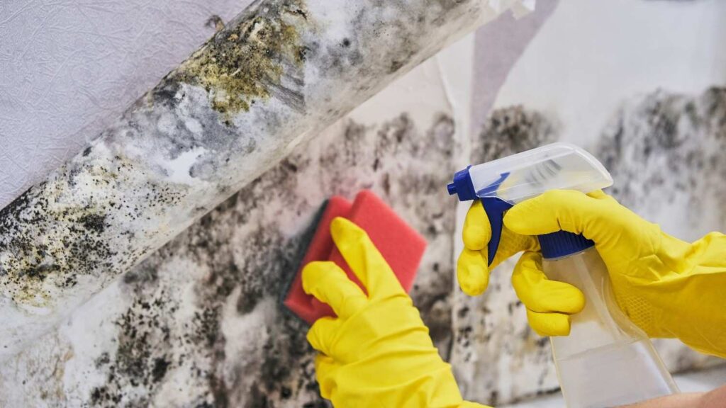 Mold Inspection & Remediation Experts in Brentwood NY