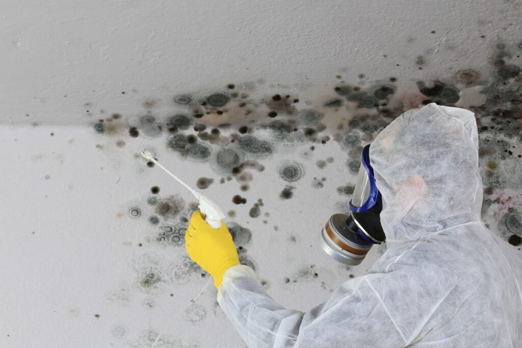 Mold Removal Solutions in Commack New York